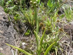 Pterygodium dracomontanum leaves